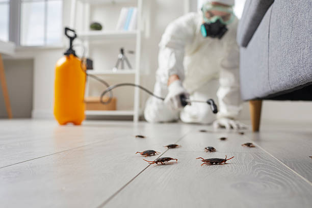 Commercial Rodent Management in Oceanside